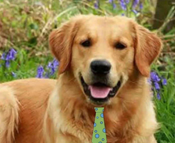 Cachorro ra a Golden Retriever  idade 7 a 11 meses nome Max 