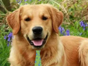 Cachorro raça Golden Retriever  idade 7 a 11 meses nome Max 