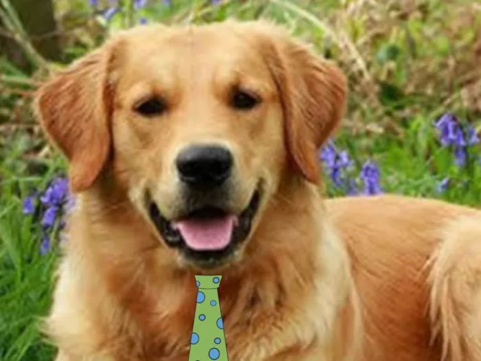 Cachorro ra a Golden Retriever  idade 7 a 11 meses nome Max 