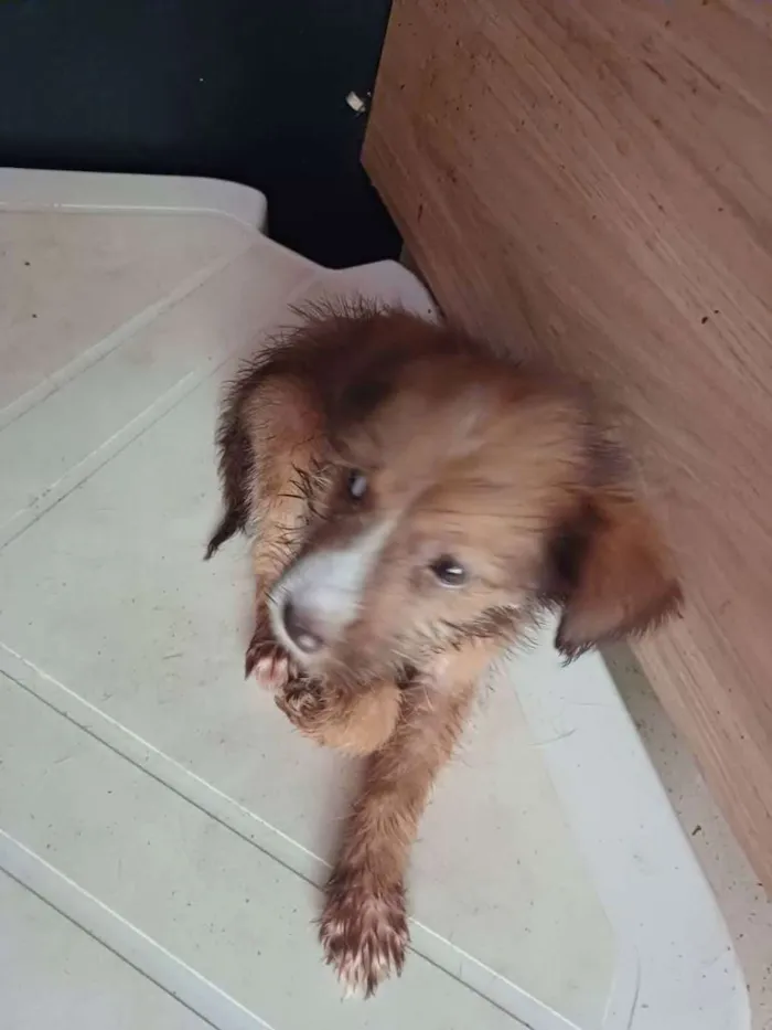 Cachorro raça SRD idade 2 a 6 meses nome Lilith