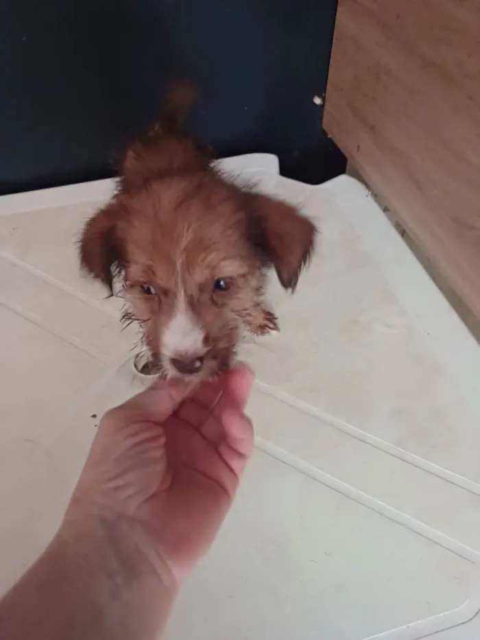 Cachorro raça SRD idade 2 a 6 meses nome Lilith