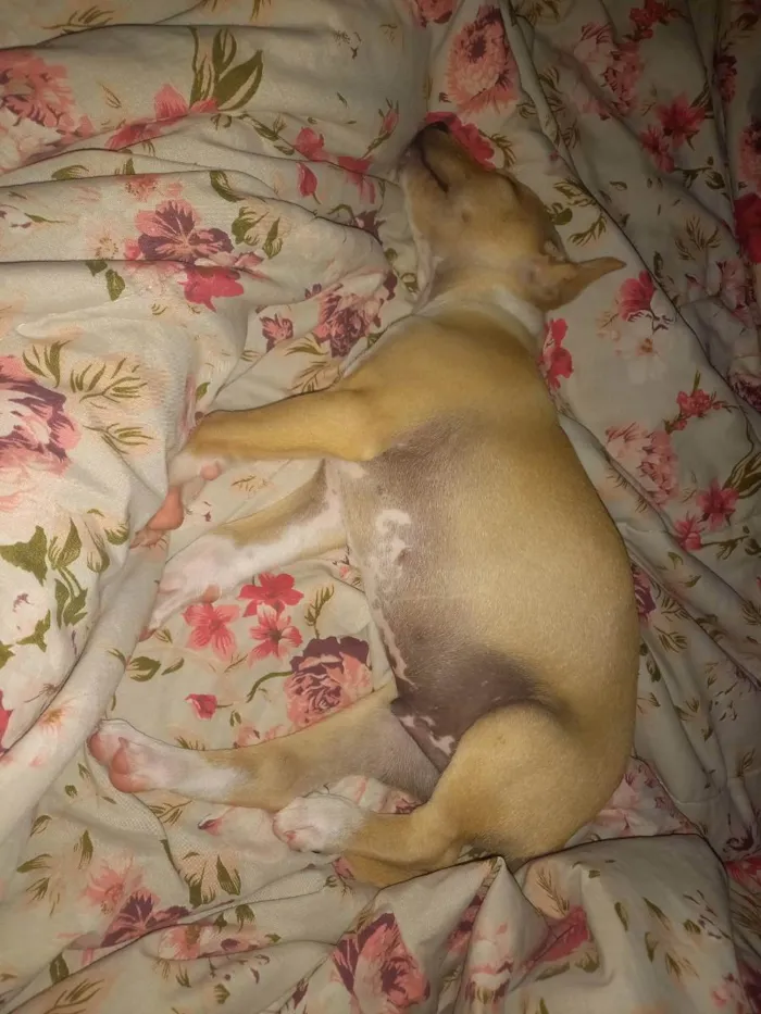 Cachorro ra a Vira lata  idade 2 a 6 meses nome Diguinho e princesa 