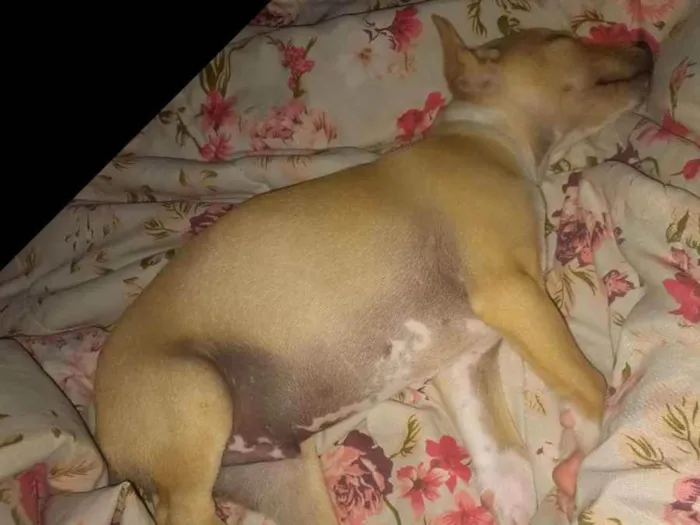 Cachorro ra a Vira lata  idade 2 a 6 meses nome Diguinho e princesa 