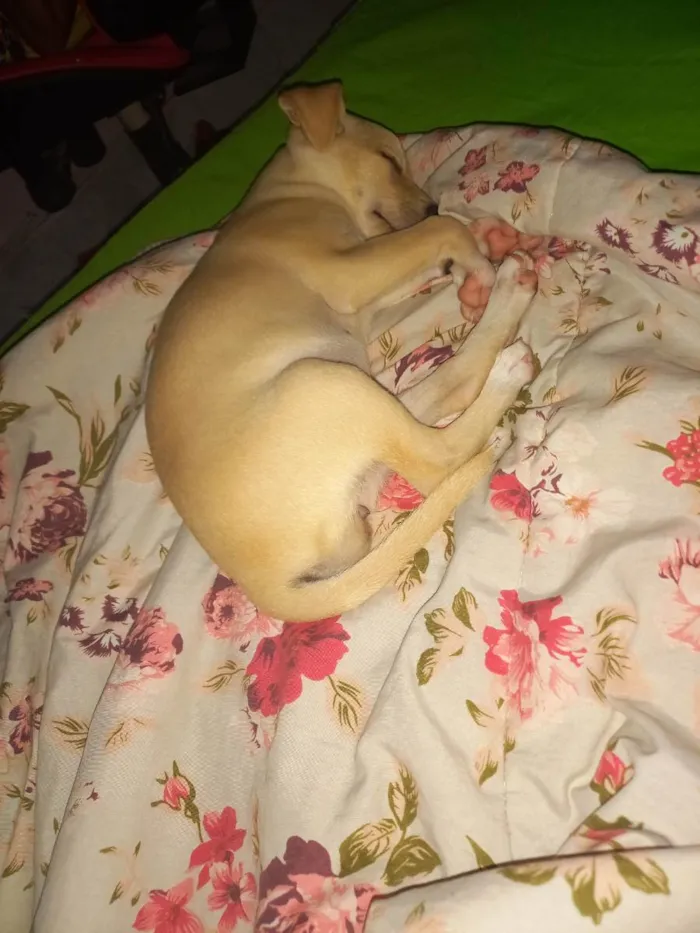 Cachorro ra a Vira lata  idade 2 a 6 meses nome Diguinho e princesa 