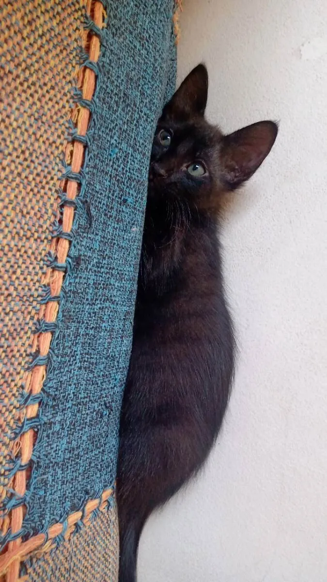 Gato raça vira lata idade 2 anos nome Lua e três gatinhos