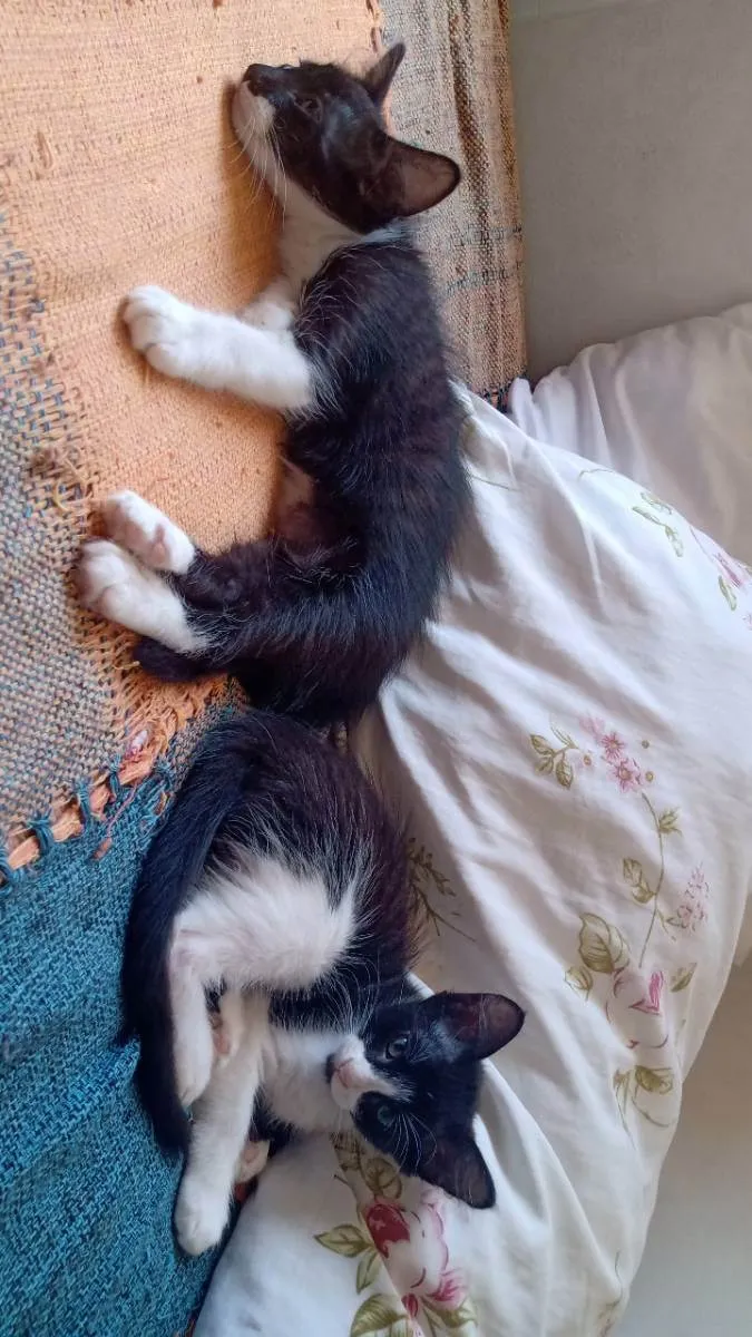 Gato raça vira lata idade 2 anos nome Lua e três gatinhos