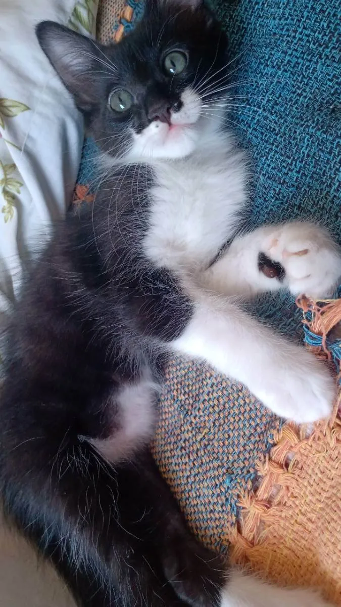 Gato raça vira lata idade 2 anos nome Lua e três gatinhos