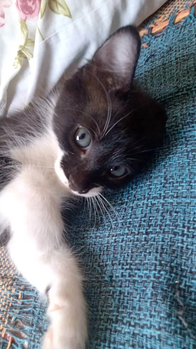 Gato raça vira lata idade 2 anos nome Lua e três gatinhos