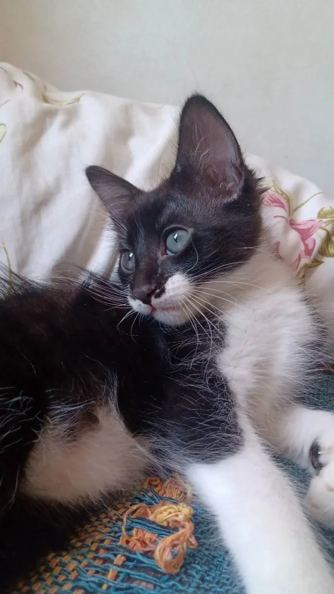 Gato raça vira lata idade 2 anos nome Lua e três gatinhos