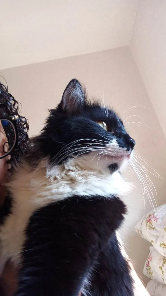 Lua e três gatinhos