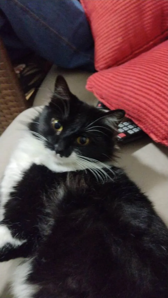 Gato raça vira lata idade 2 anos nome Lua e três gatinhos