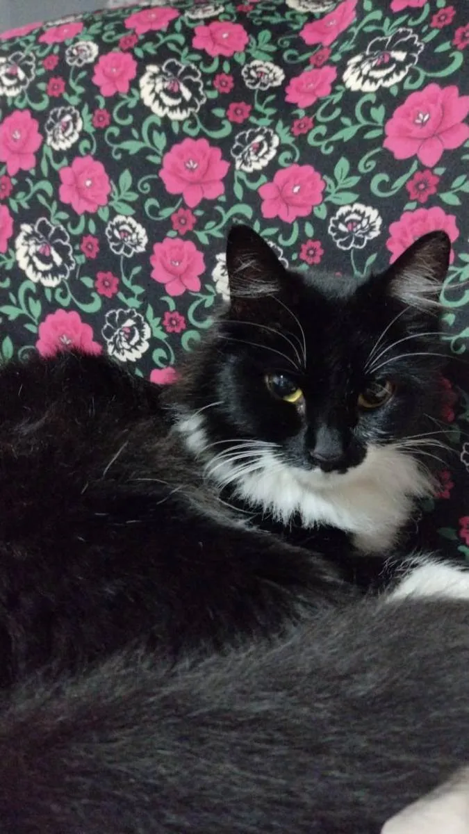 Lua e três gatinhos