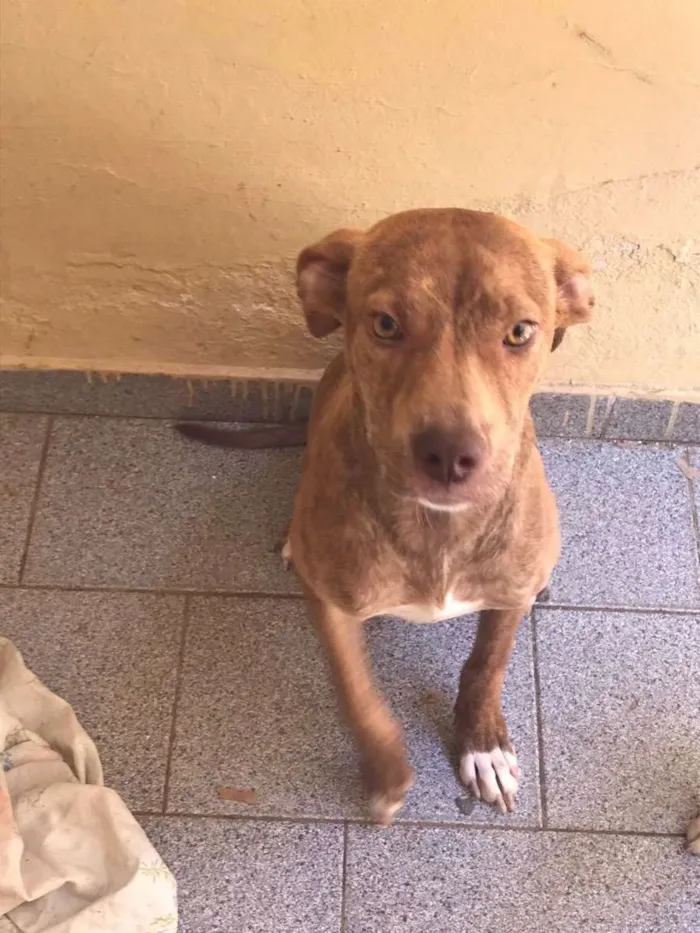 Cachorro ra a Pitbull idade 7 a 11 meses nome Mel 