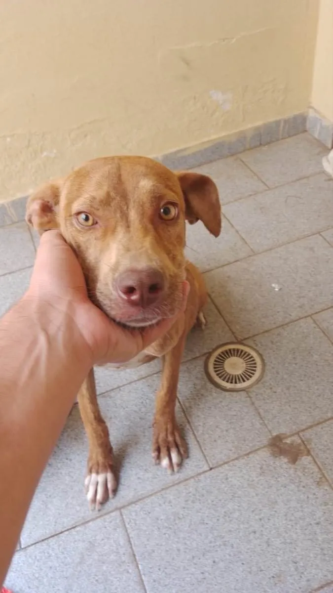 Cachorro ra a Pitbull idade 7 a 11 meses nome Mel 