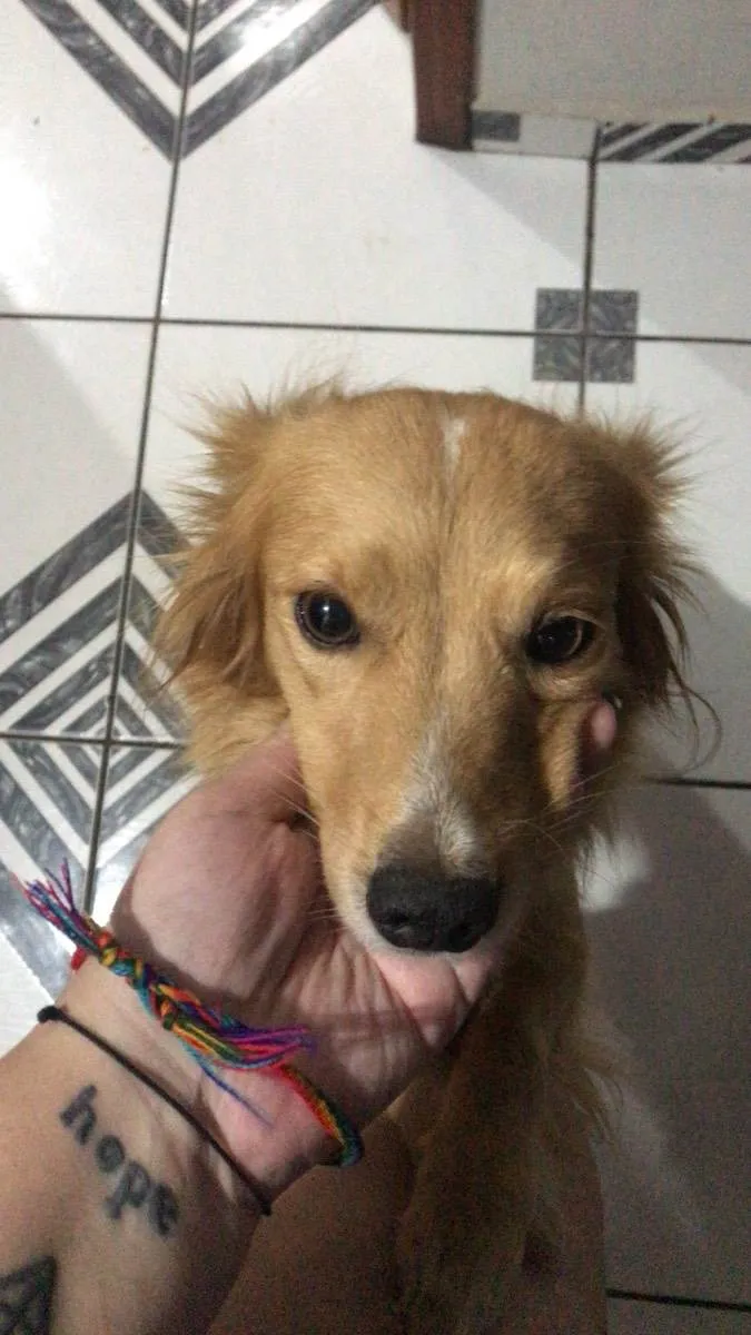 Cachorro ra a Vira lata idade 5 anos nome Suzy