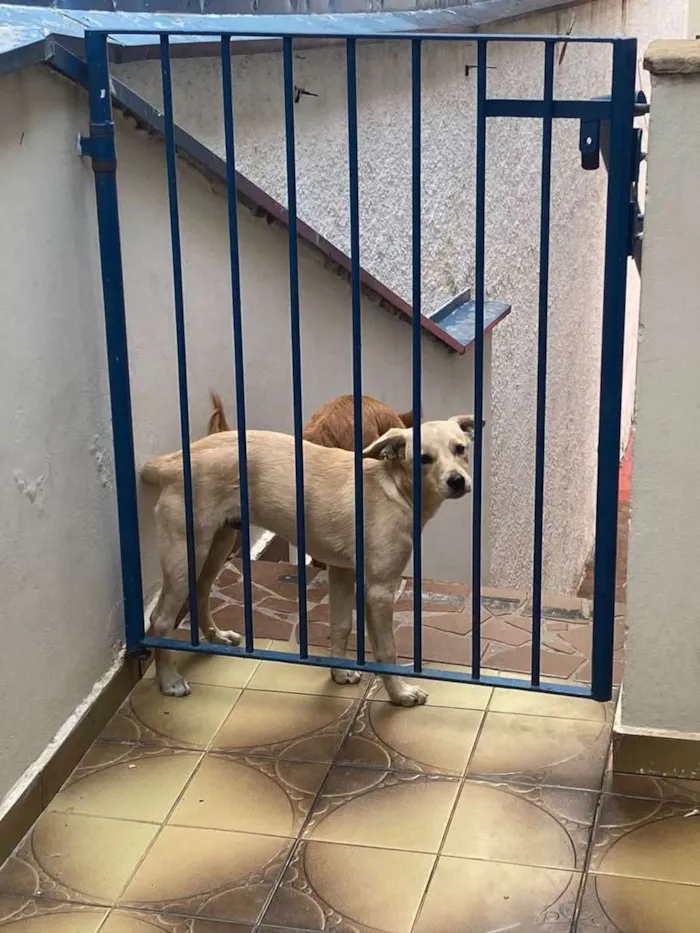 Cachorro ra a Vira lata idade 7 a 11 meses nome Bob