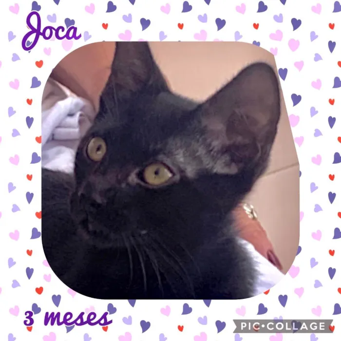 Gato raça Srd idade 2 a 6 meses nome Vários gatinhos 