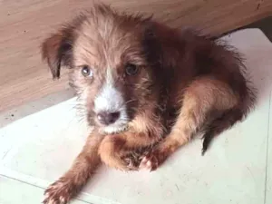 Cachorro raça SRD idade 2 a 6 meses nome Lilith