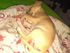 Cachorro raça Vira lata  idade 2 a 6 meses nome Diguinho e princesa 