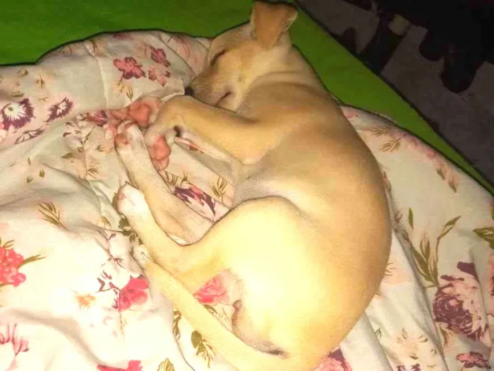 Cachorro ra a Vira lata  idade 2 a 6 meses nome Diguinho e princesa 