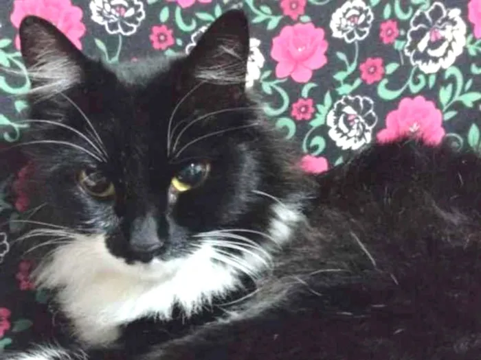 Gato raça vira lata idade 2 anos nome Lua e três gatinhos