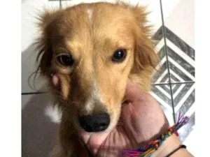 Cachorro raça Vira lata idade 5 anos nome Suzy