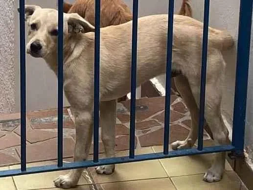 Cachorro ra a Vira lata idade 7 a 11 meses nome Bob