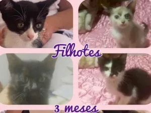 Gato raça Srd idade 2 a 6 meses nome Vários gatinhos 