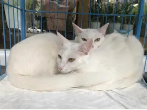 Gato raça Srd idade 1 ano nome Kine e Liz