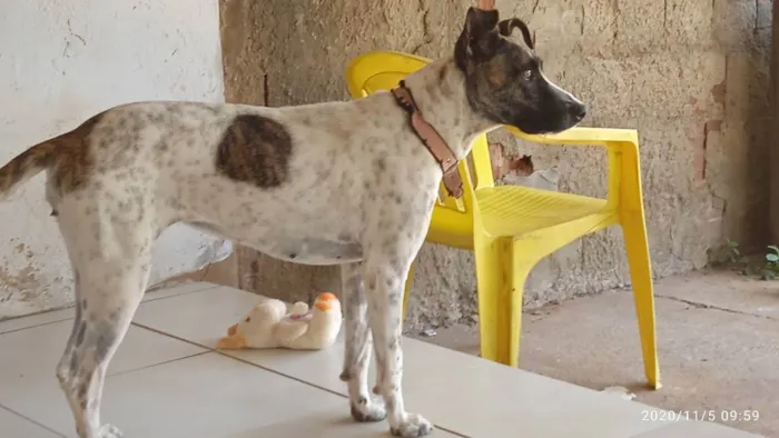 Cachorro ra a Vira-Lata idade 3 anos nome Mel