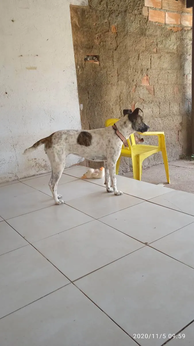 Cachorro ra a Vira-Lata idade 3 anos nome Mel