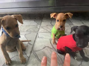 Cachorro raça Indefinida idade Abaixo de 2 meses nome Filhotes 