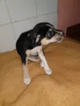 Não tem