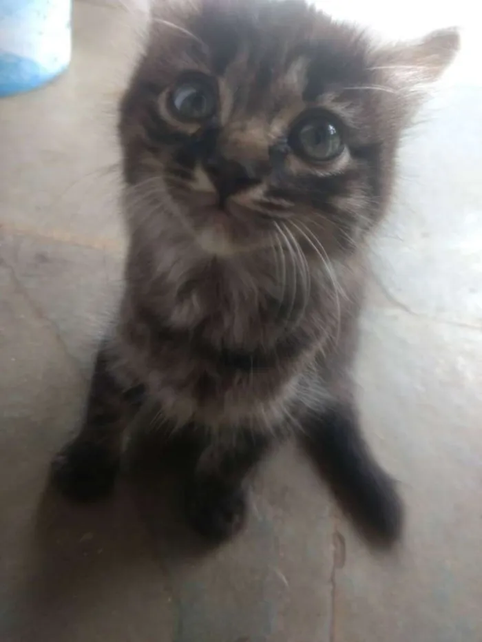 Gato raça mestiça angorá  idade 2 a 6 meses nome Iaiá