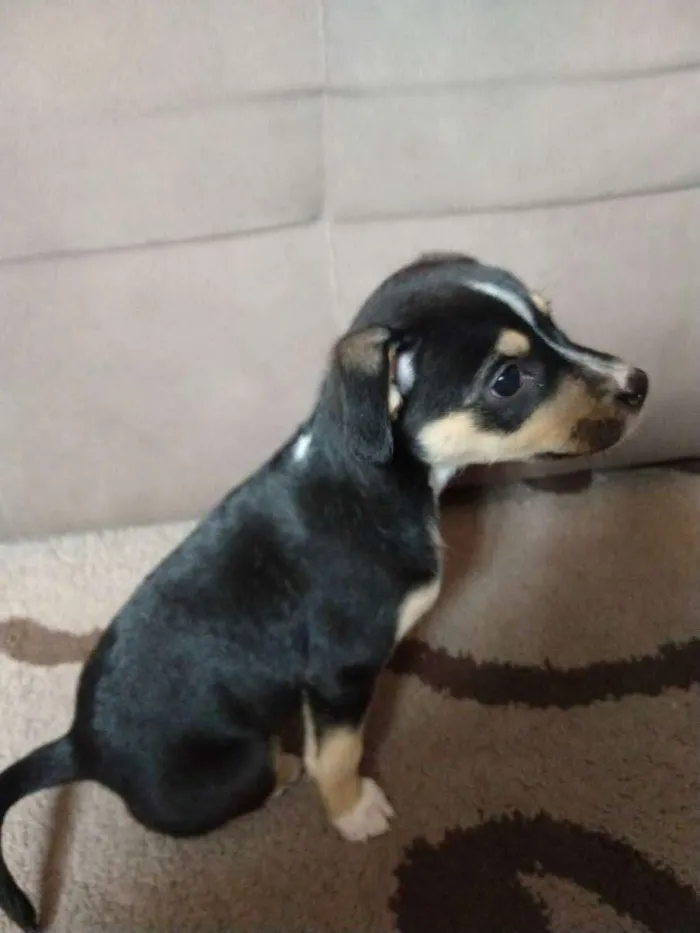 Cachorro ra a SRD idade Abaixo de 2 meses nome Não tem