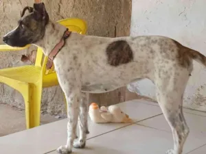 Cachorro raça Vira-Lata idade 3 anos nome Mel