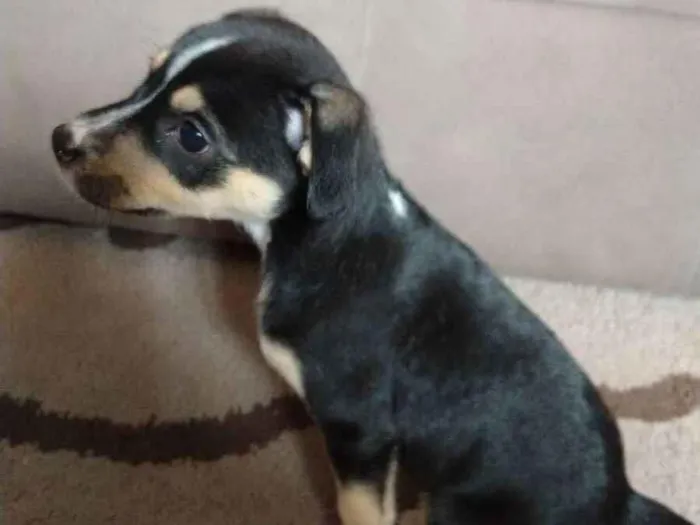 Cachorro ra a SRD idade Abaixo de 2 meses nome Não tem