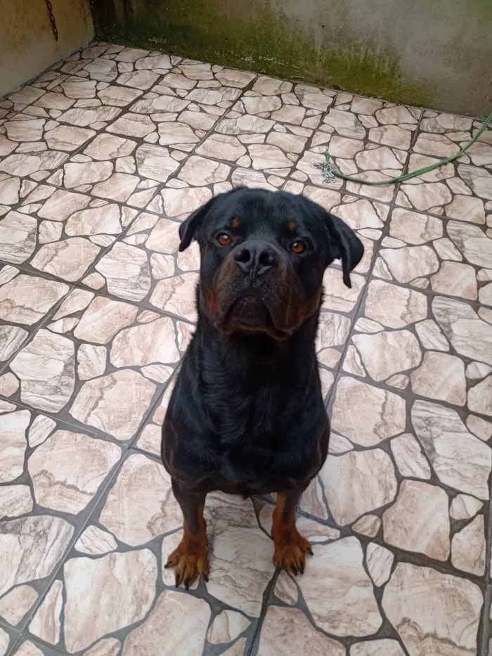 Cachorro ra a Hotwalle  idade 1 ano nome Hulk 