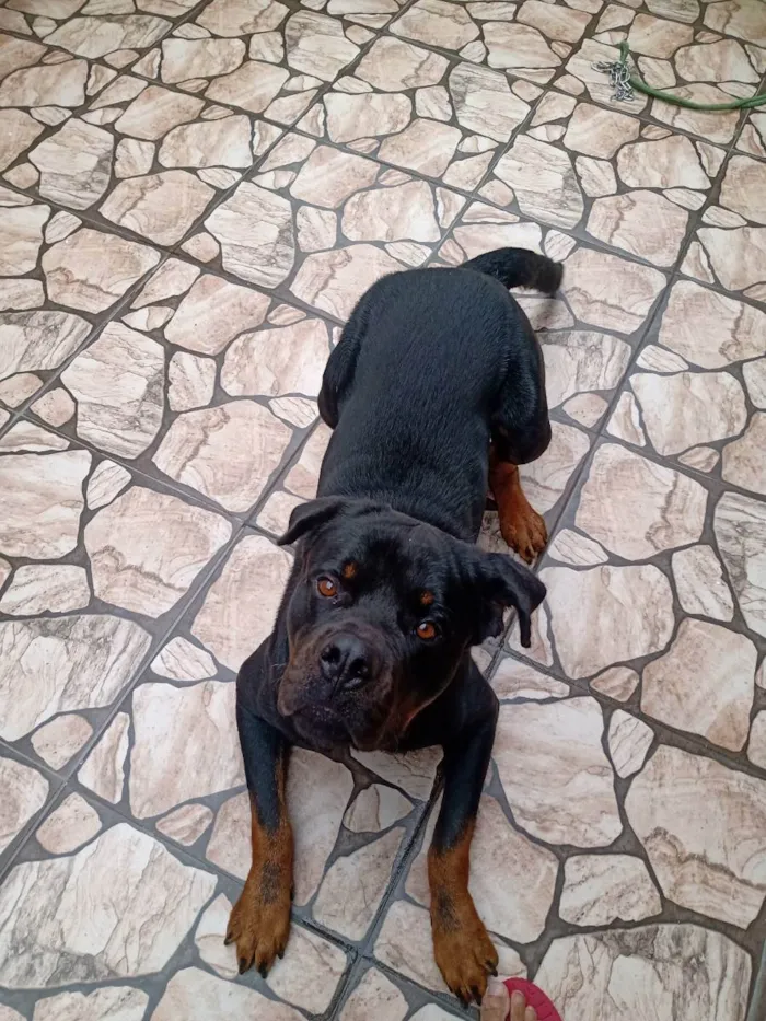 Cachorro ra a Hotwalle  idade 1 ano nome Hulk 