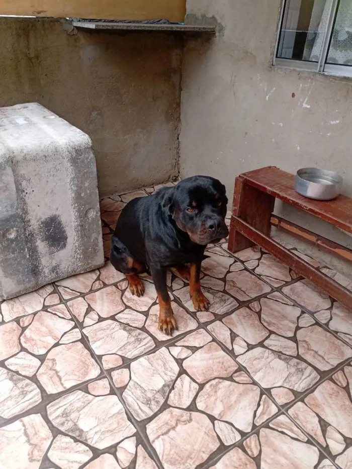 Cachorro ra a Hotwalle  idade 1 ano nome Hulk 