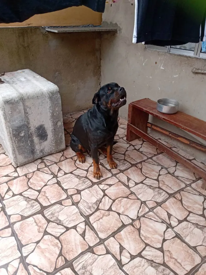 Cachorro ra a Hotwalle  idade 1 ano nome Hulk 