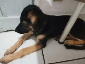 Cachorro raça Vira lata idade 2 a 6 meses nome Meg