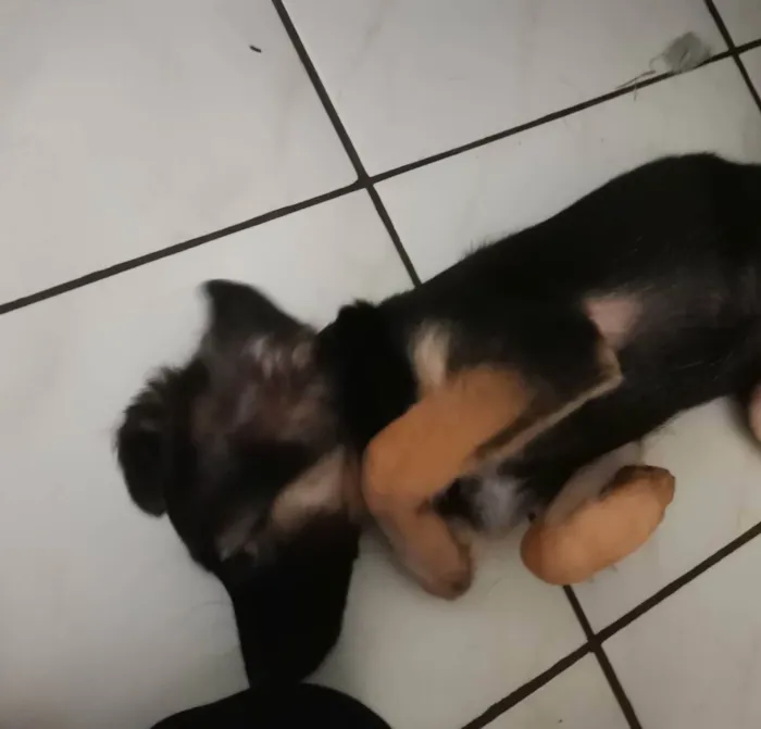 Cachorro raça Vira lata idade 2 a 6 meses nome Meg