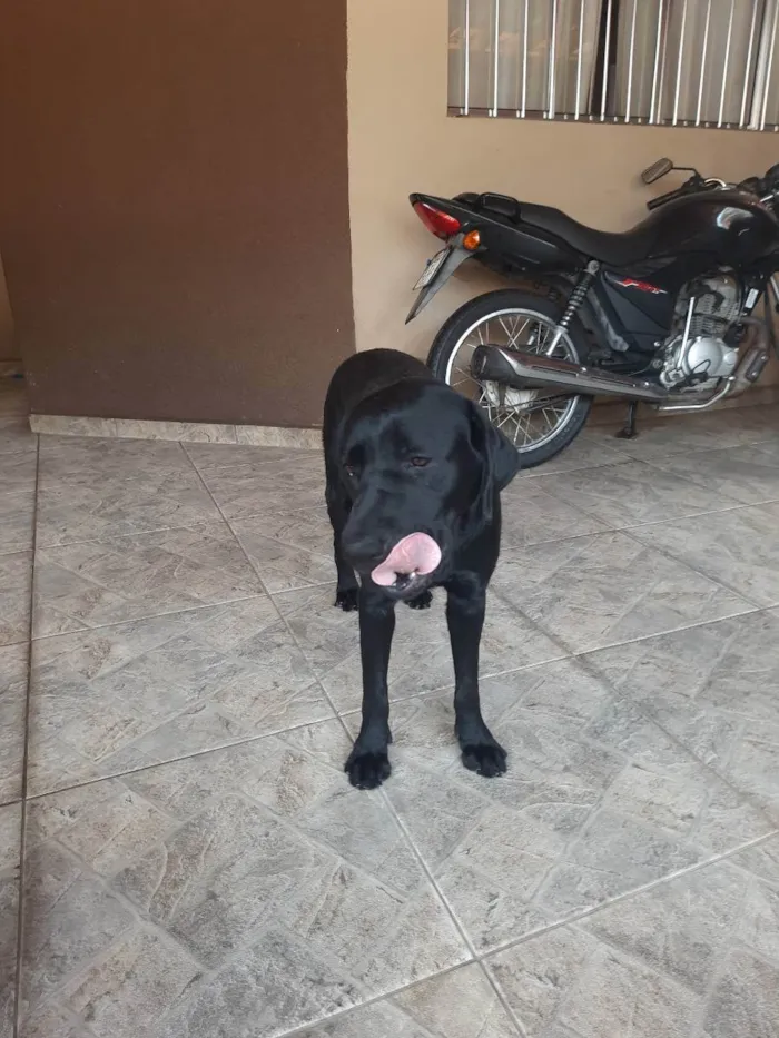 Cachorro ra a Labrador  idade 2 anos nome Kiara
