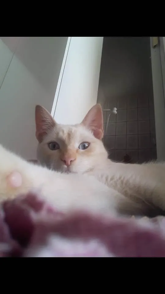 Gato ra a Comun idade 2 a 6 meses nome Oliver