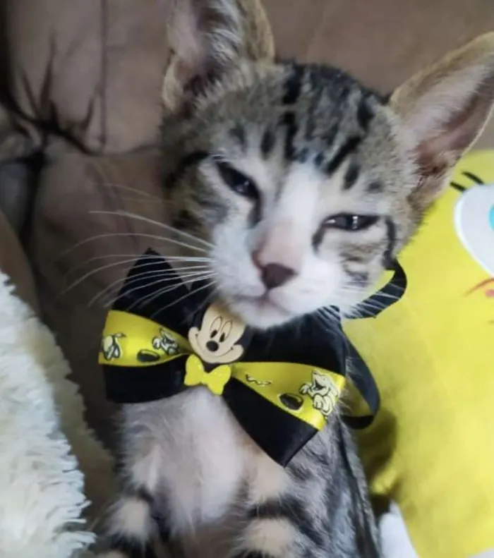 Gato ra a Mestiço  idade 2 a 6 meses nome Nino