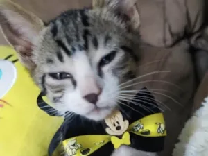 Gato raça Mestiço  idade 2 a 6 meses nome Nino