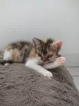 MAGALI