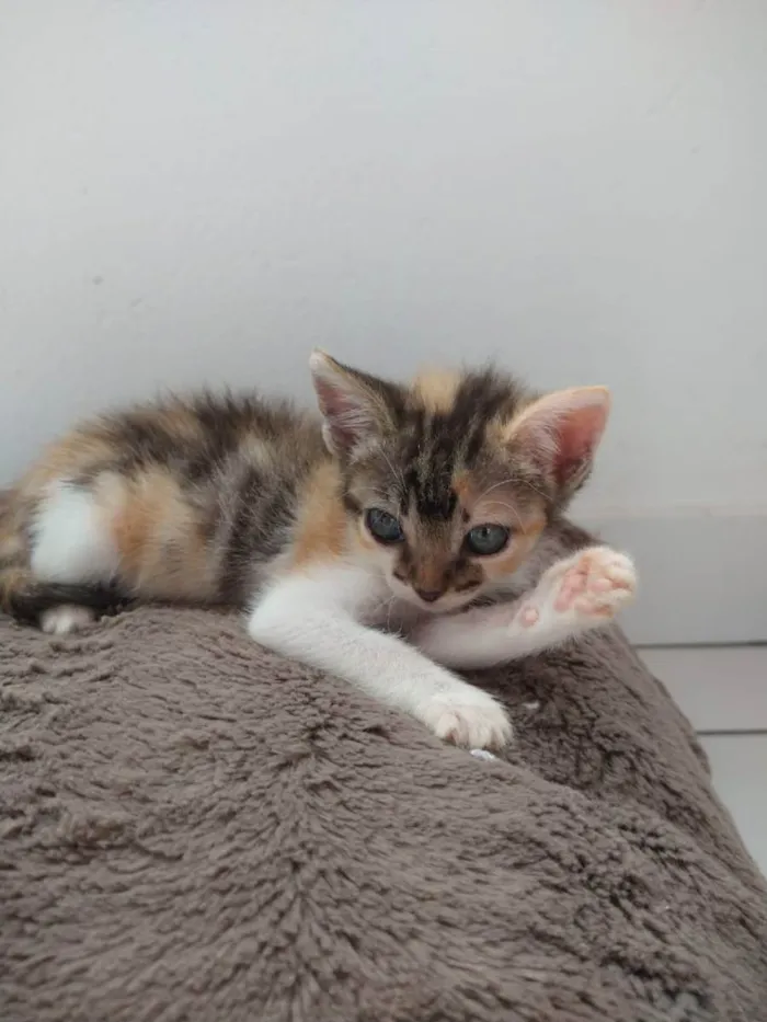Gato raça SRD idade Abaixo de 2 meses nome MAGALI