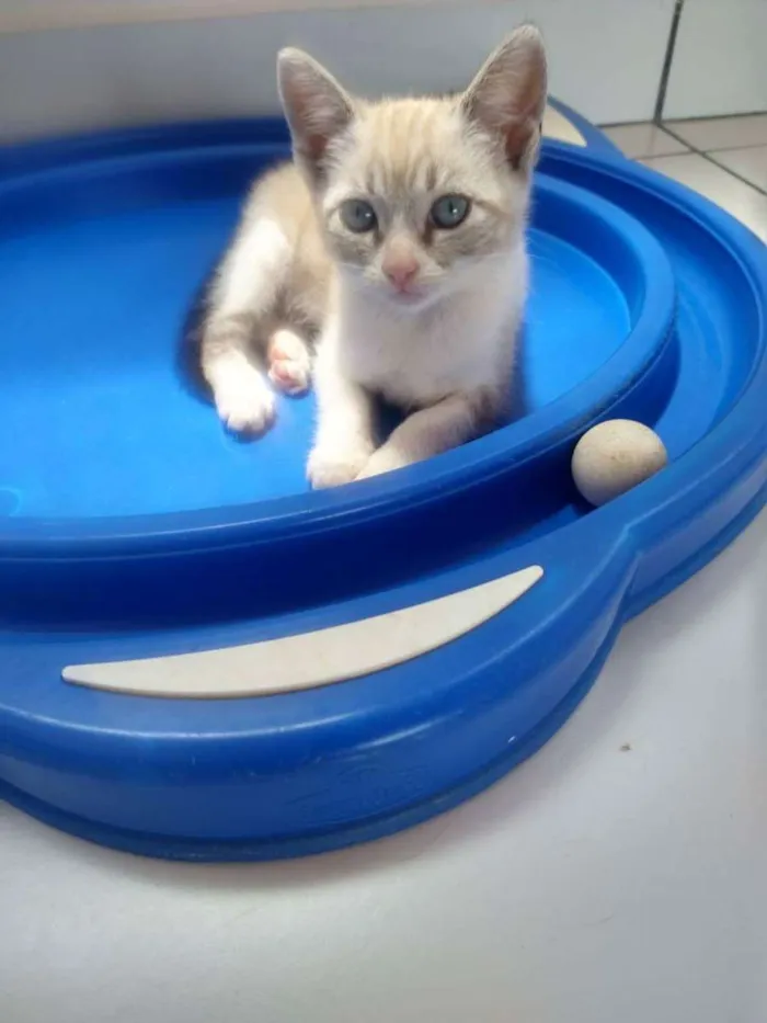 Gato raça SRD idade Abaixo de 2 meses nome FRIDA